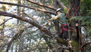 tree trimming contractor